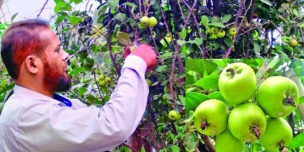 বীরগঞ্জের সমতল ভূমিতে আপেল চাষে যুবকের সফলতা 